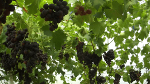 vinograd-v-zimnem-sadu1