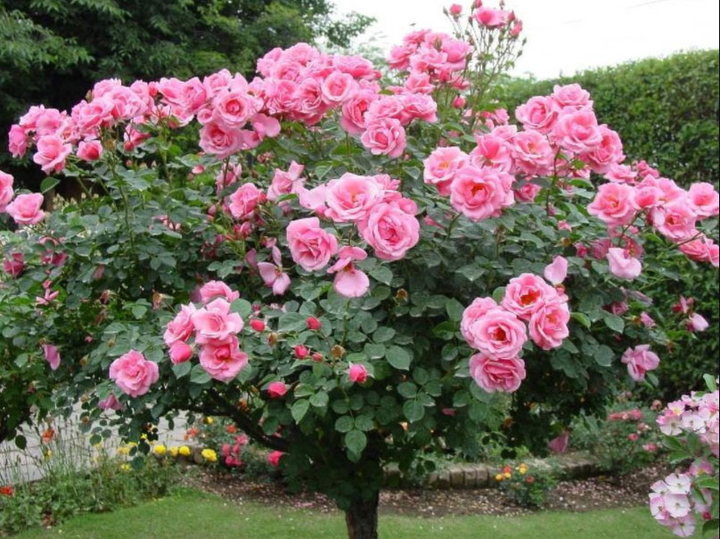 roza-na-shtambe
